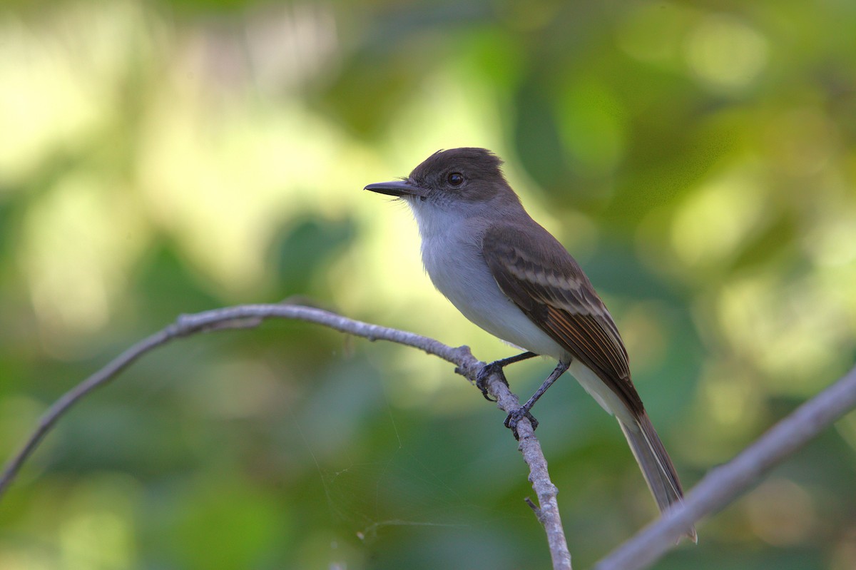 Puerto Rican Flycatcher - ML640068845
