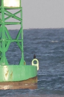 Brown Noddy - ML640068861