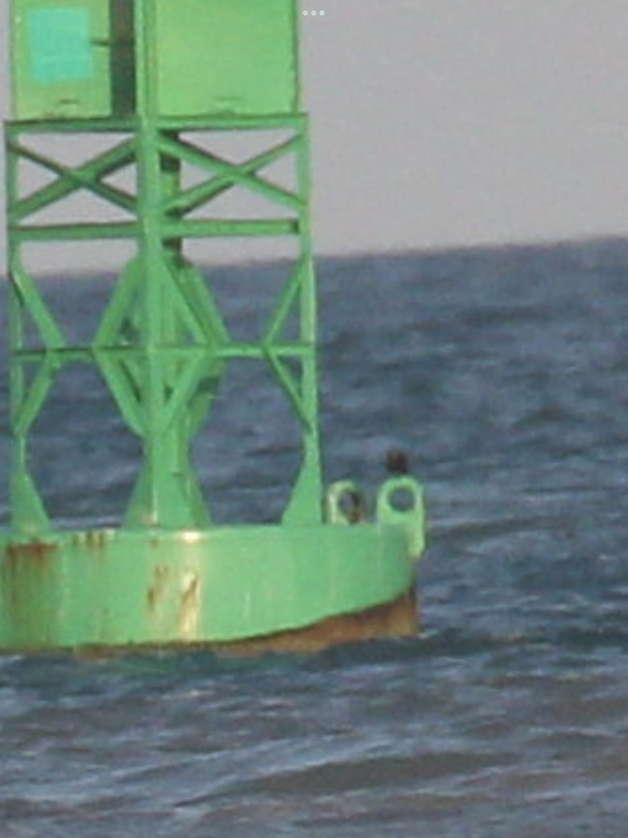 Brown Noddy - ML640068862