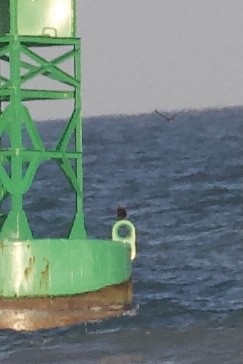 Brown Noddy - ML640068863
