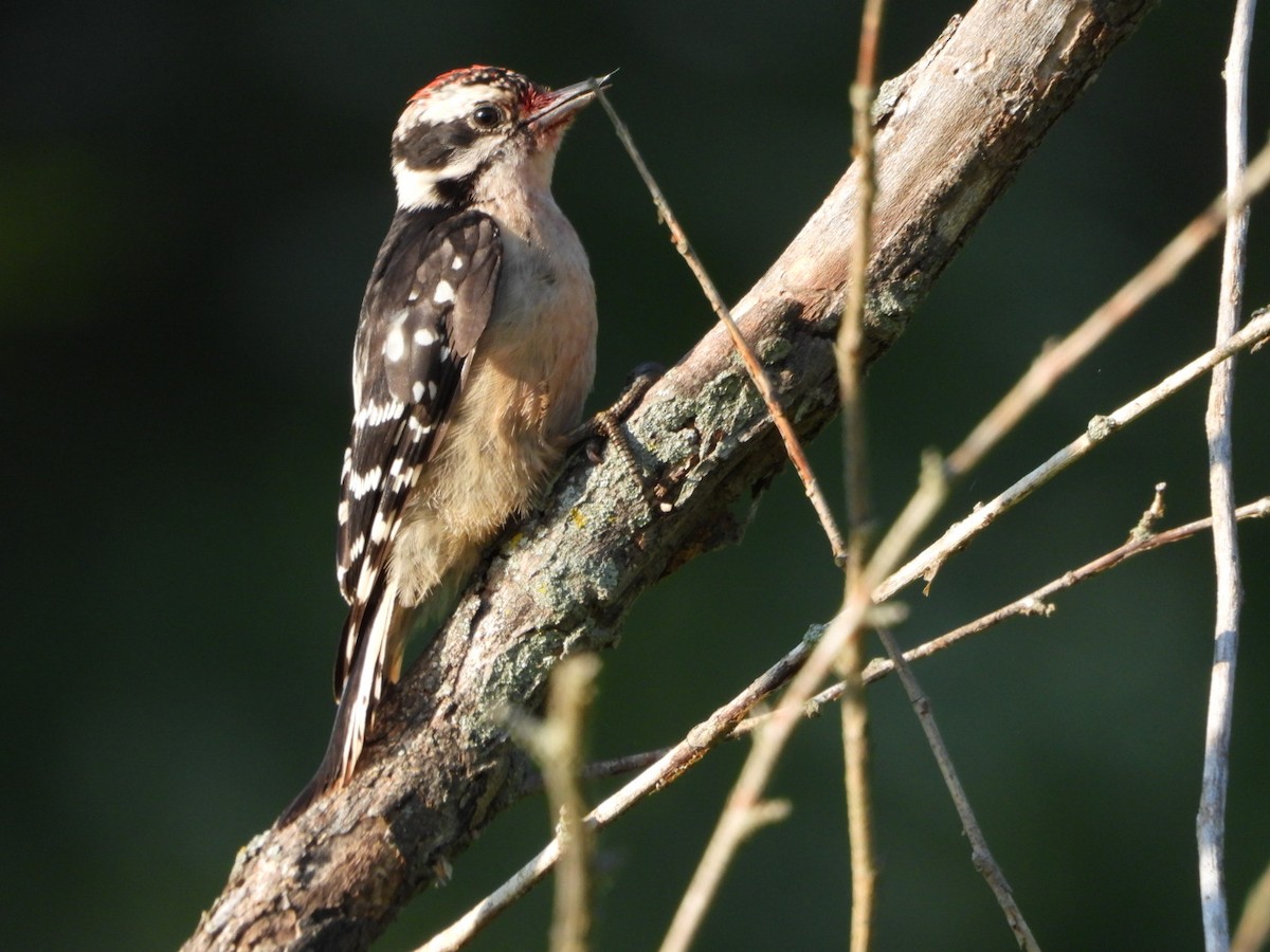 Downy Woodpecker - ML640068884