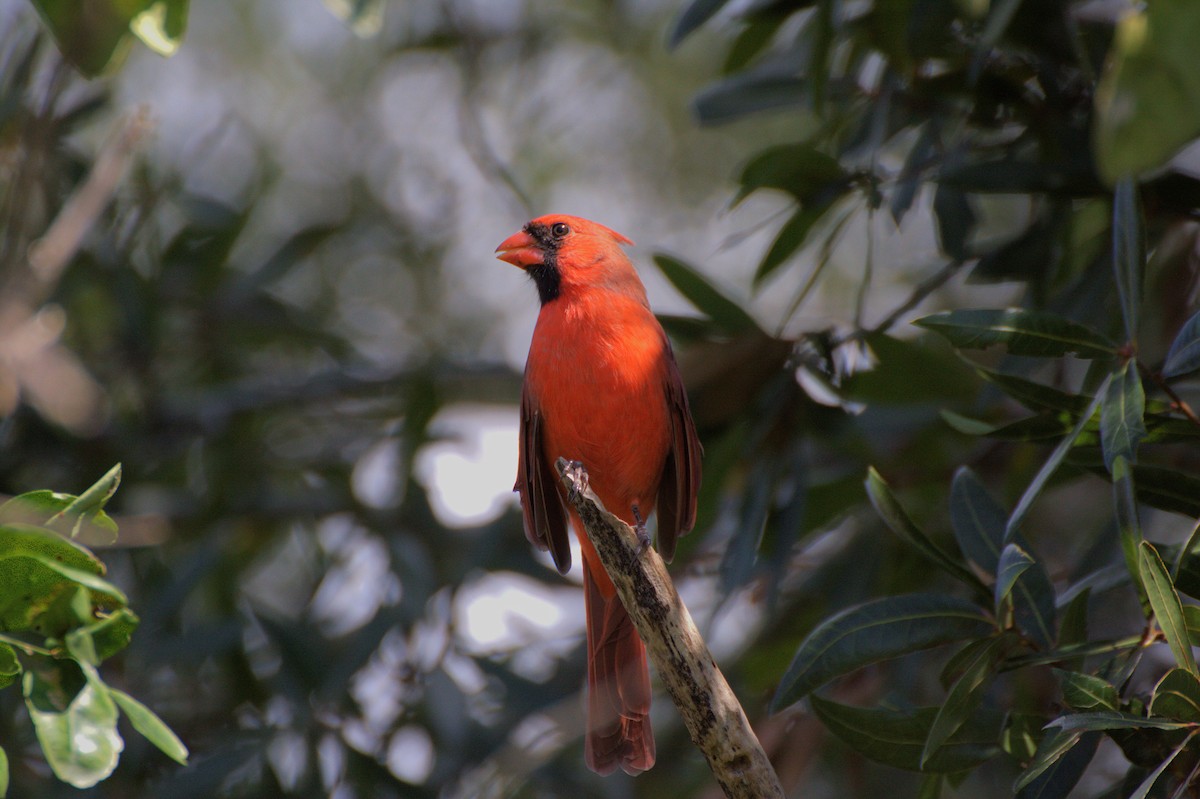 Cardenal Norteño - ML640068888