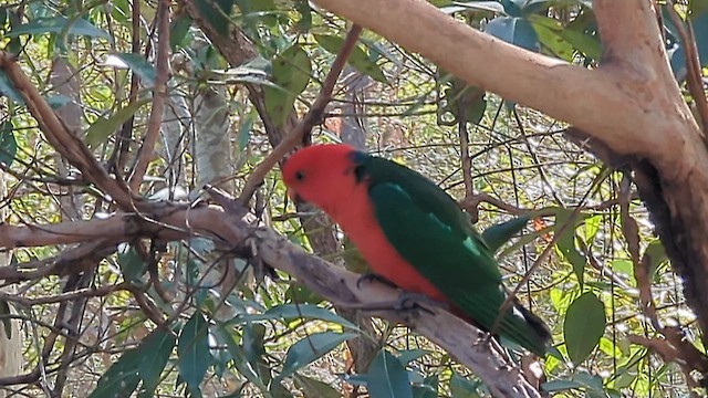Australian King-Parrot - ML640068902