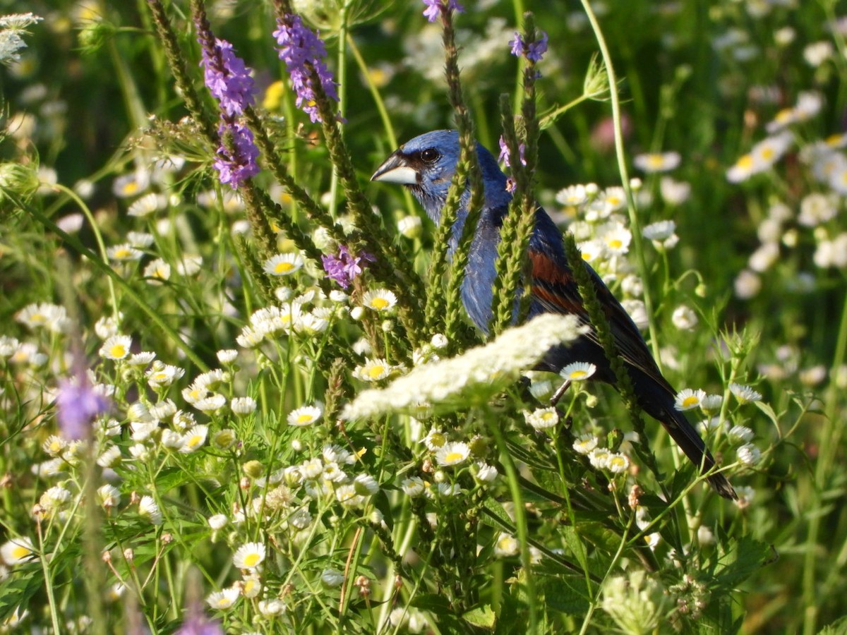 Blue Grosbeak - ML640068921