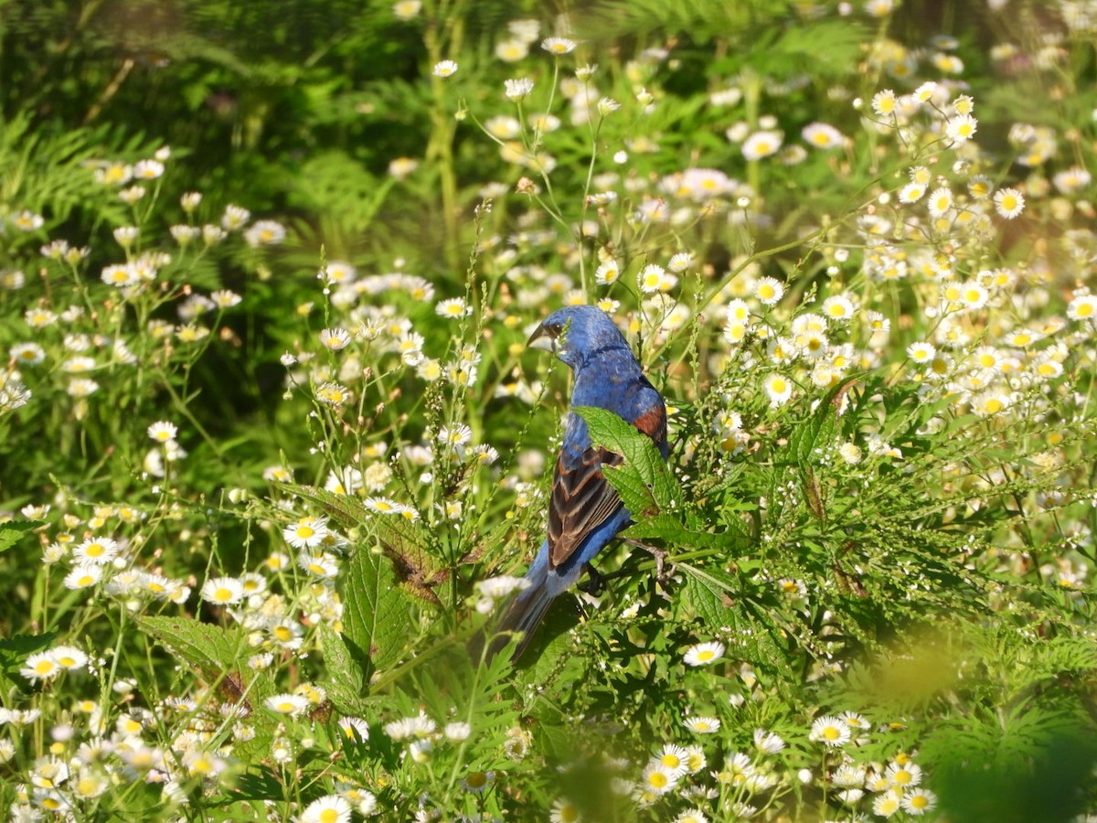 Blue Grosbeak - ML640068922