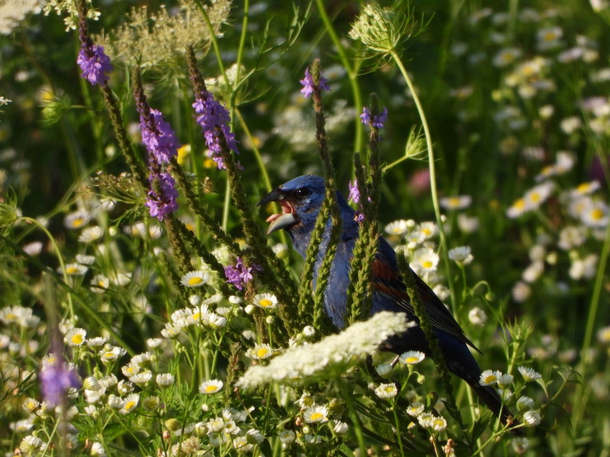 Blue Grosbeak - ML640068923