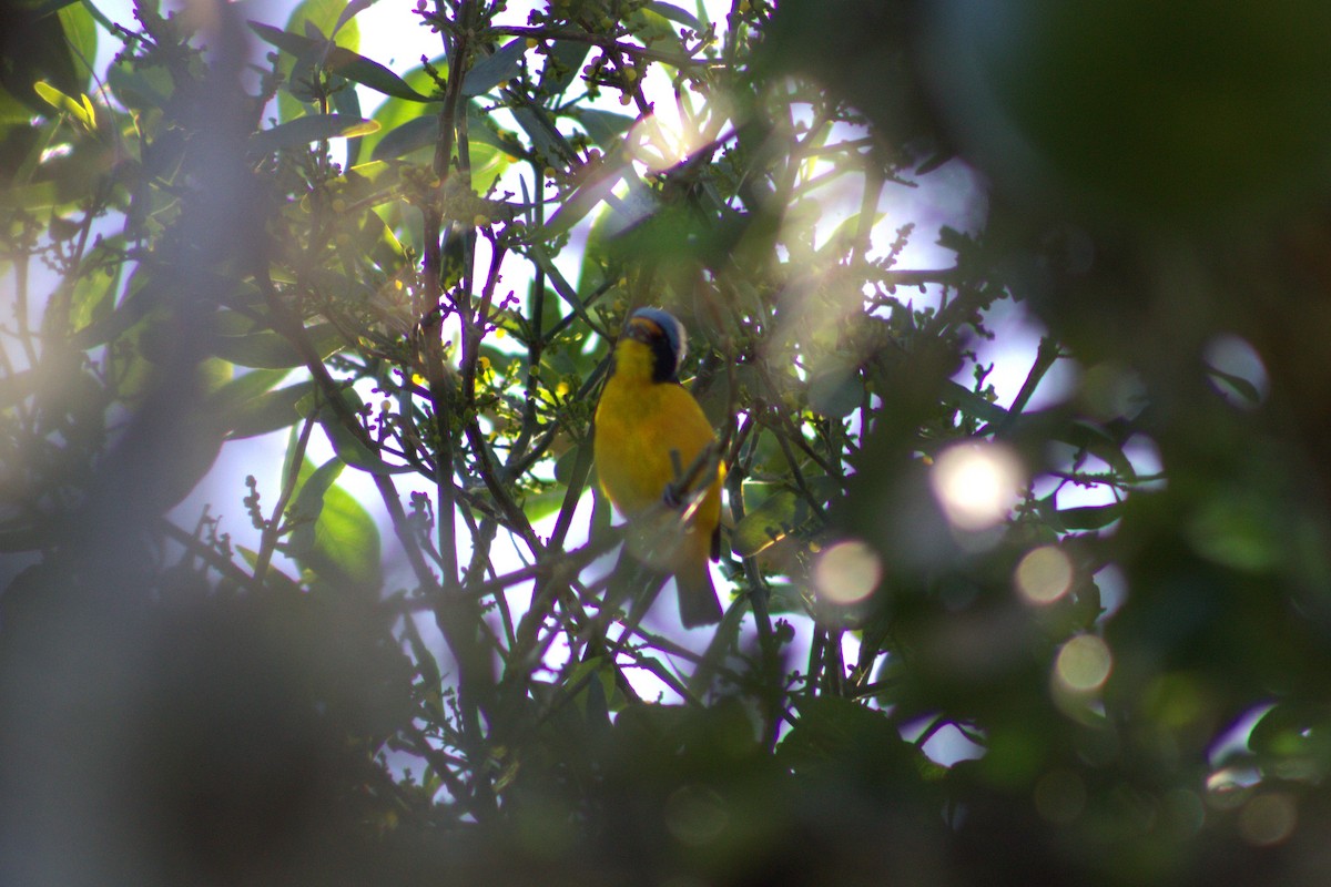 Puerto Rican Euphonia - ML640068926