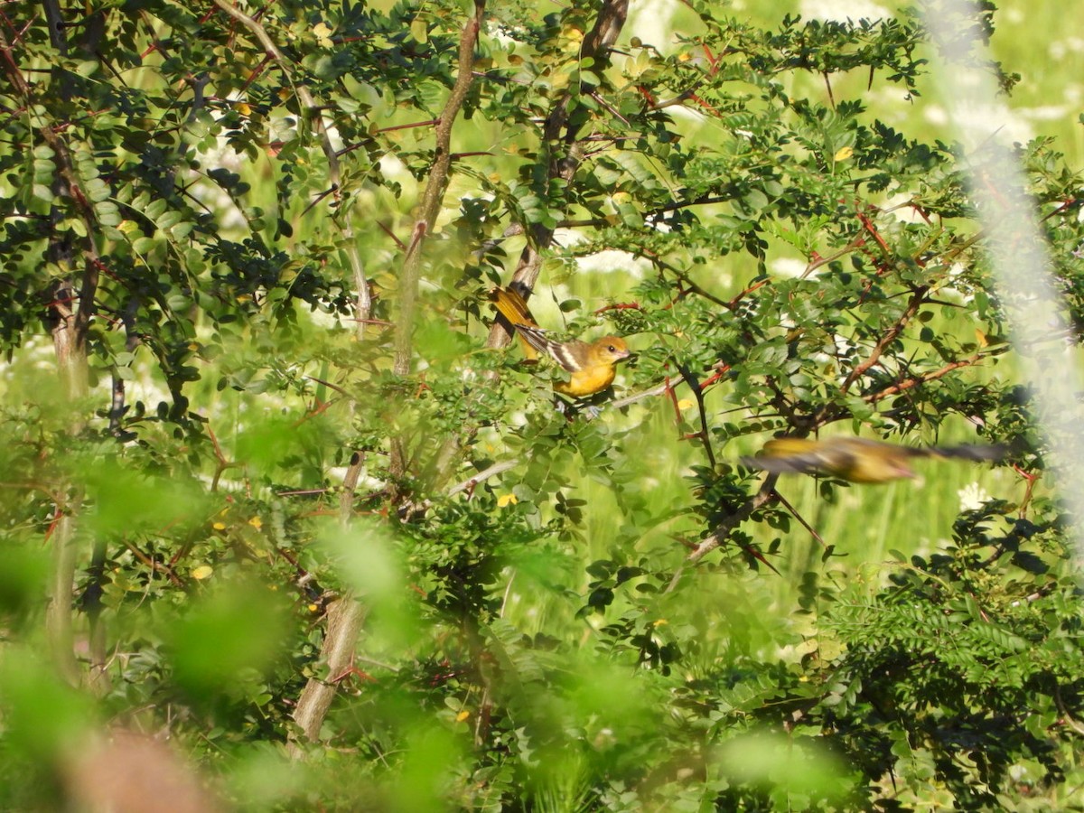 Baltimore Oriole - ML640068978