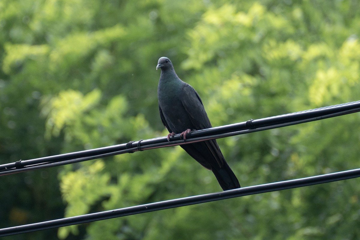Black Wood-Pigeon - ML640068979