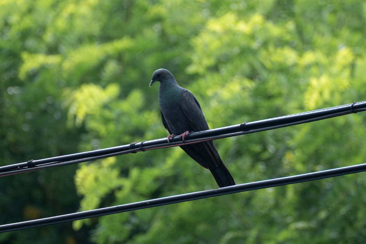 Black Wood-Pigeon - ML640068996