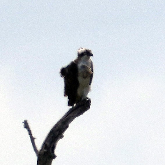 orlovec říční (ssp. haliaetus) - ML640069000