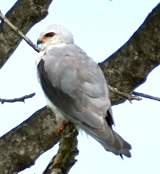 luněc šedý (ssp. caeruleus) - ML640069030