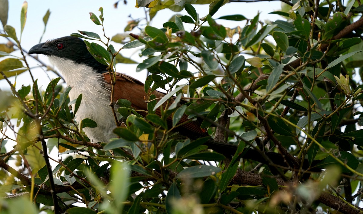 Coucal de Burchell - ML640069038