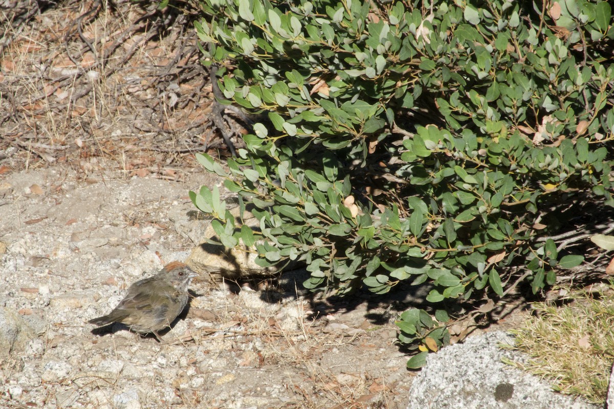 Green-tailed Towhee - ML640069059