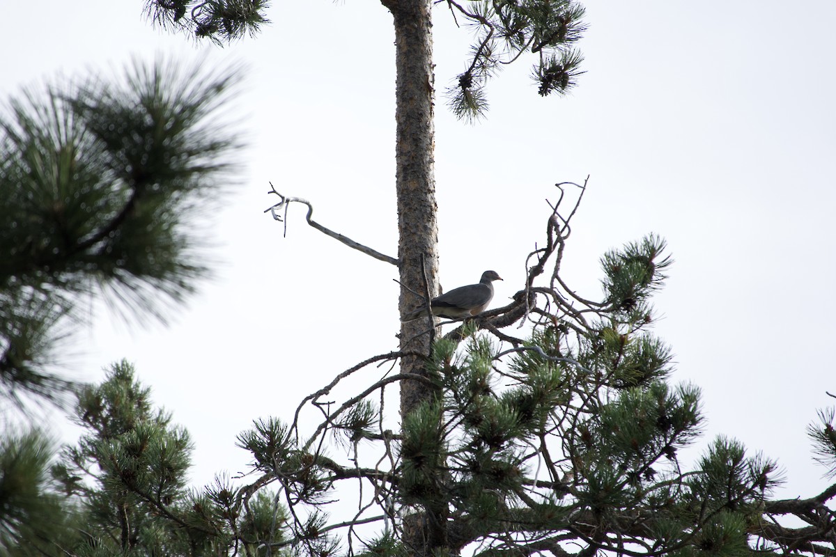 Band-tailed Pigeon - ML640069086