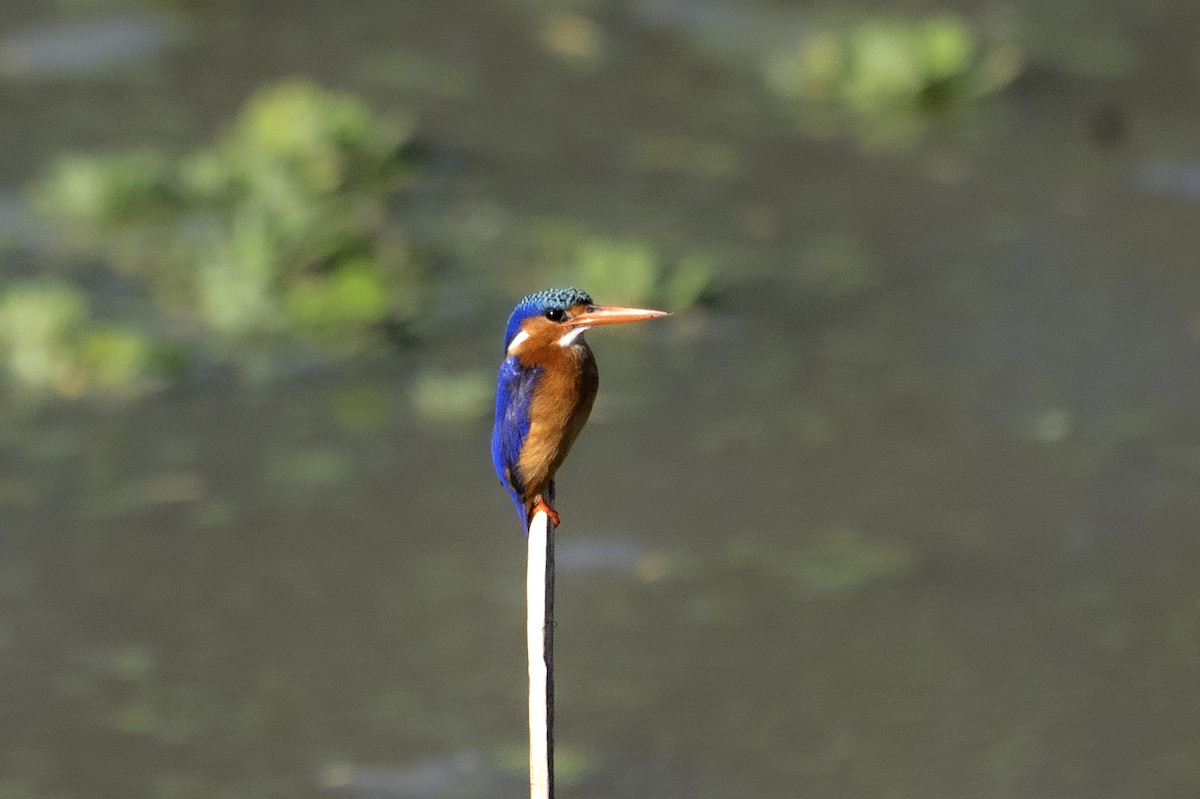 Martin-pêcheur huppé - ML640069104