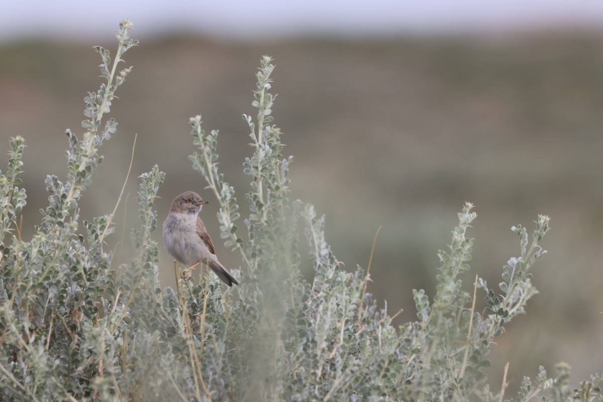 Asian Desert Warbler - ML640069121