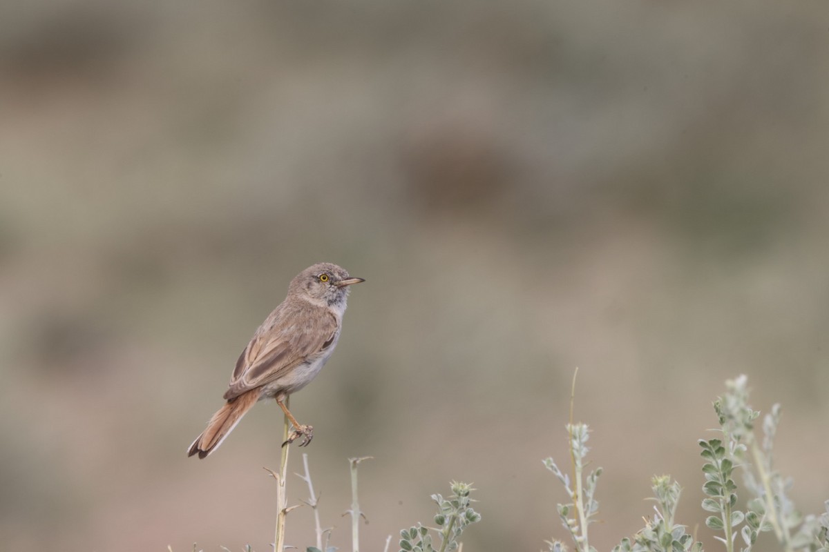 Asian Desert Warbler - ML640069123