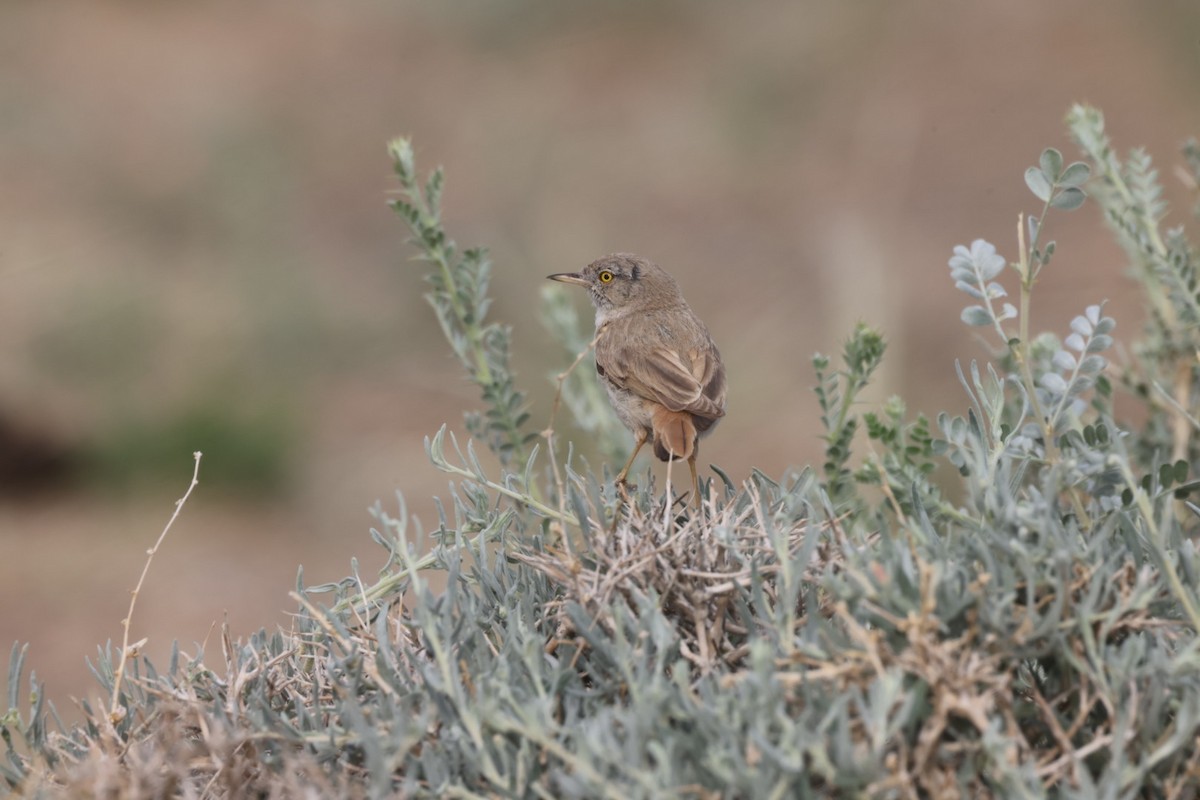 Asian Desert Warbler - ML640069124
