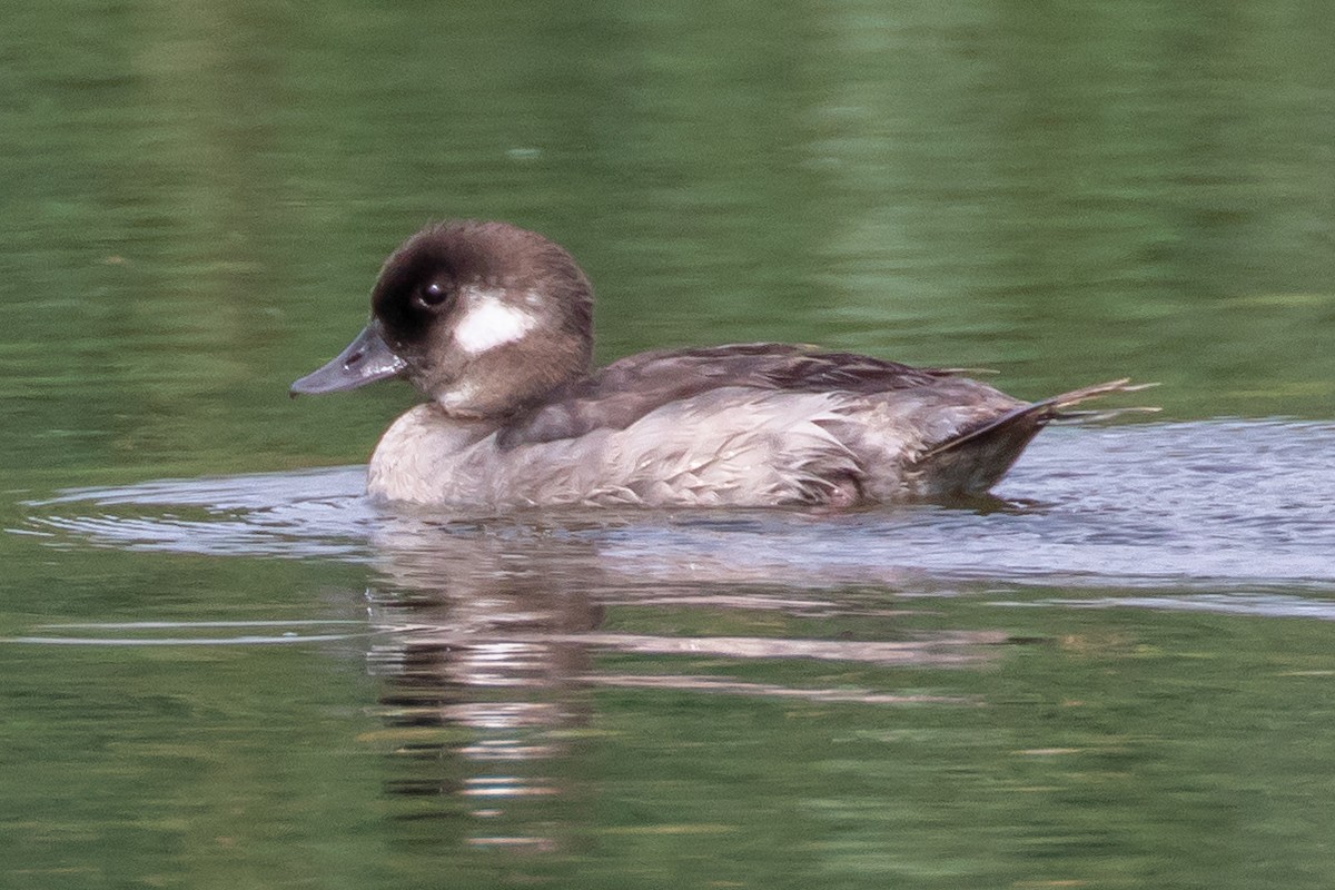 Bufflehead - ML640069139