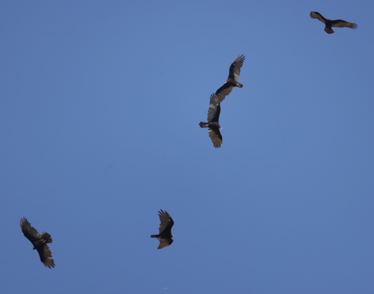 Turkey Vulture - ML640069167