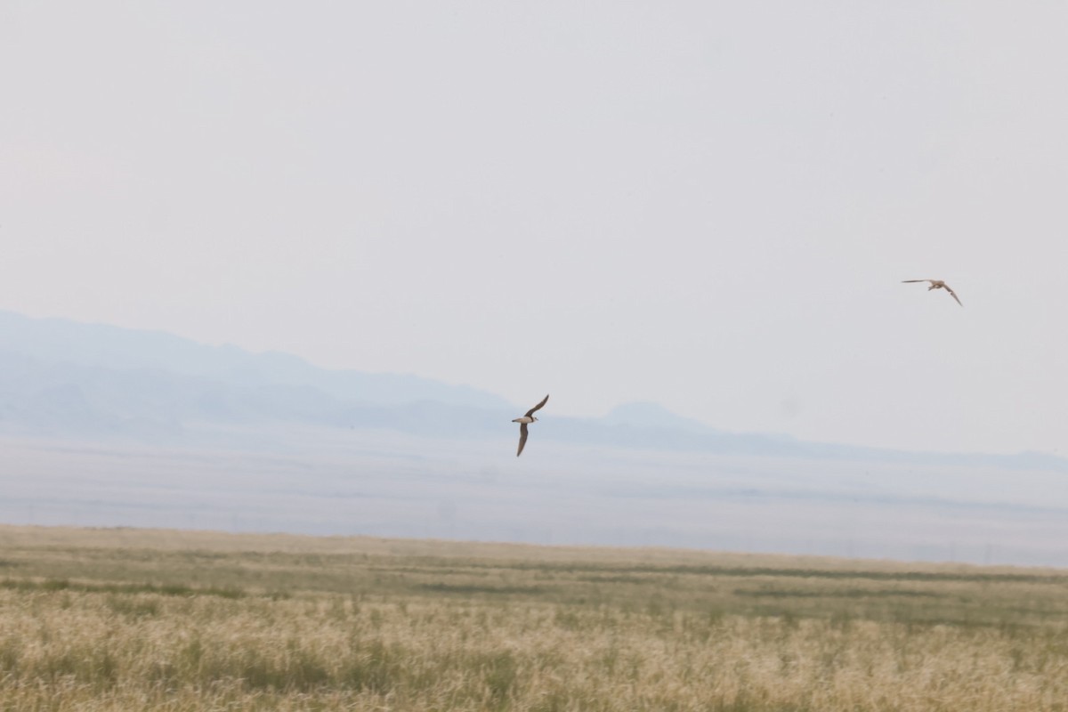 Oriental Plover - ML640069195