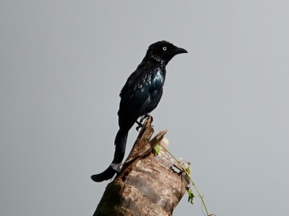 Drongo à crinière (leucops/banggaiensis) - ML640069200