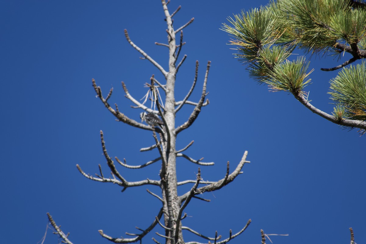 woodpecker sp. - ML640069217