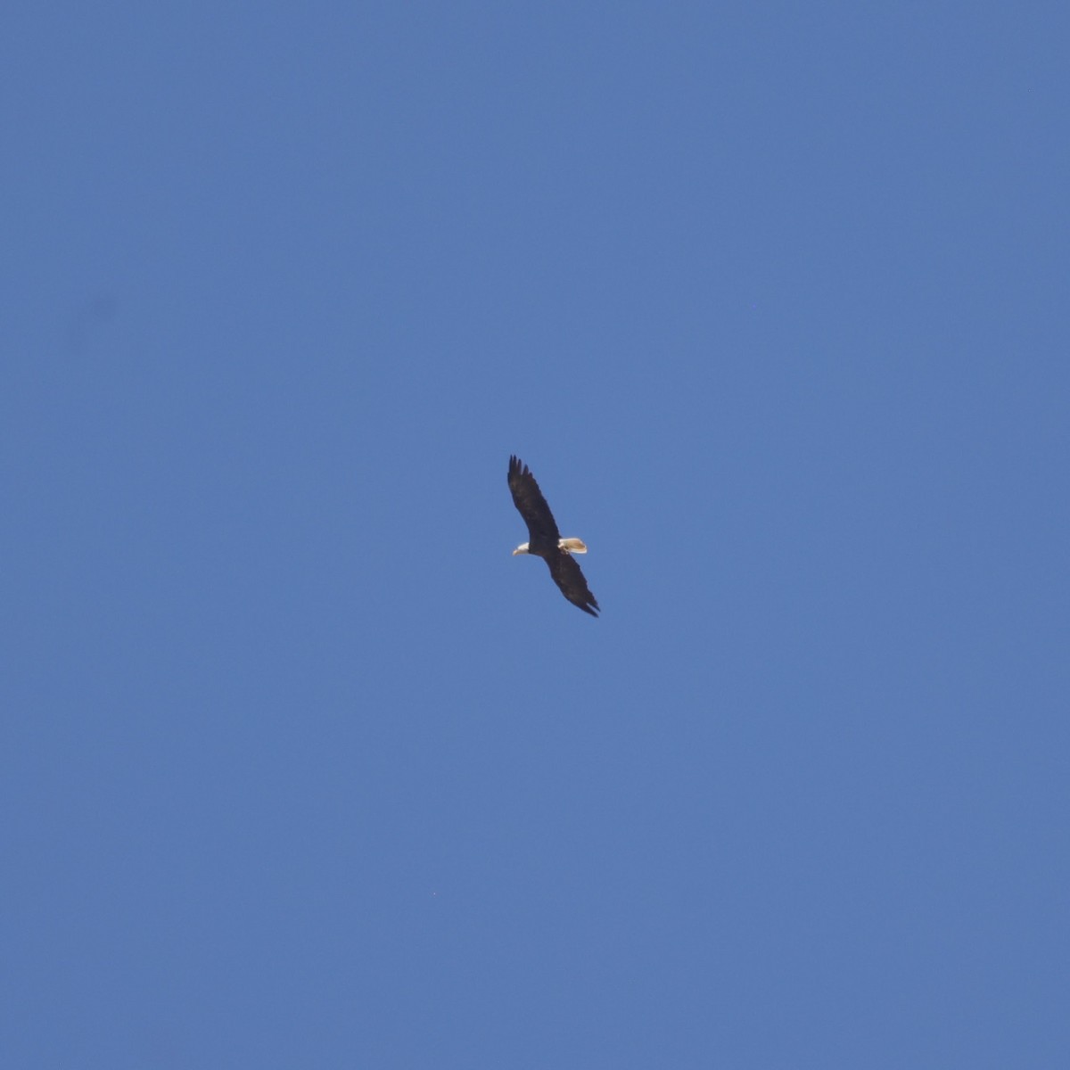 Bald Eagle - ML640069237