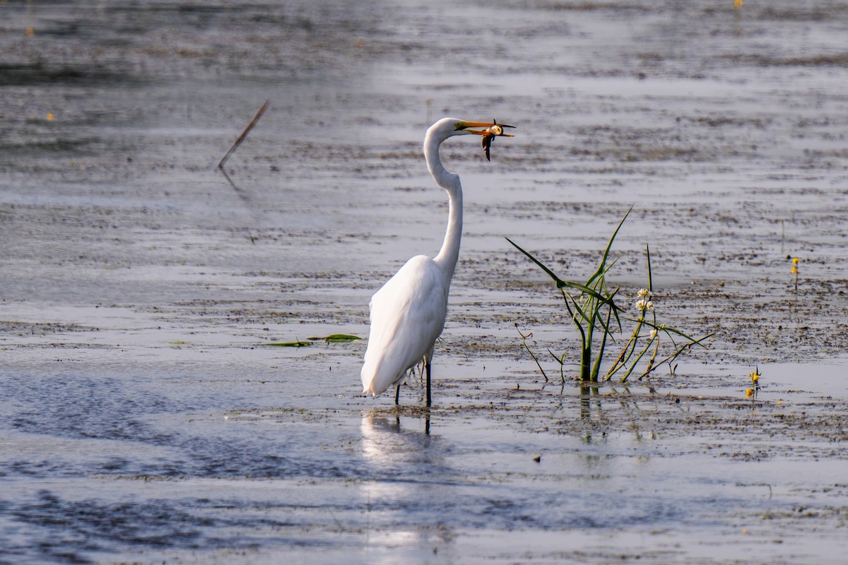 Great Egret - ML640069246