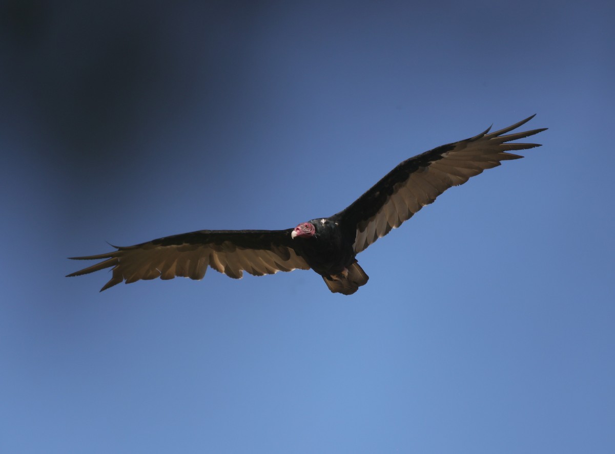 Turkey Vulture - ML640069302
