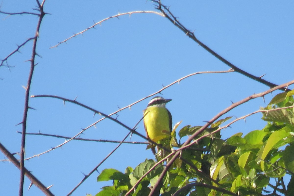 Great Kiskadee - ML640069304