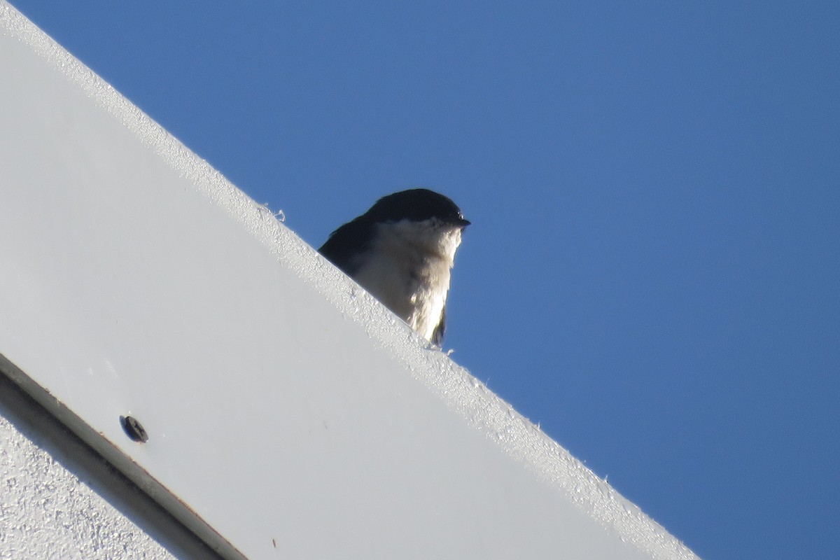 Blue-and-white Swallow - ML640069317