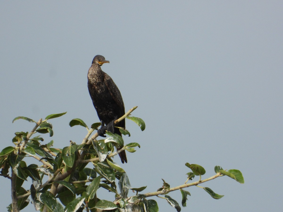 Indian Cormorant - ML640069369