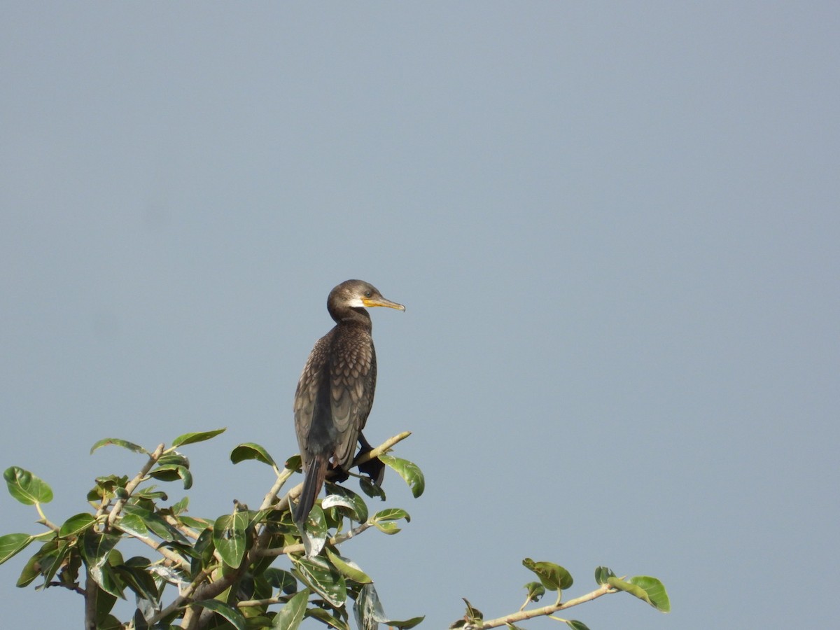 Indian Cormorant - ML640069370