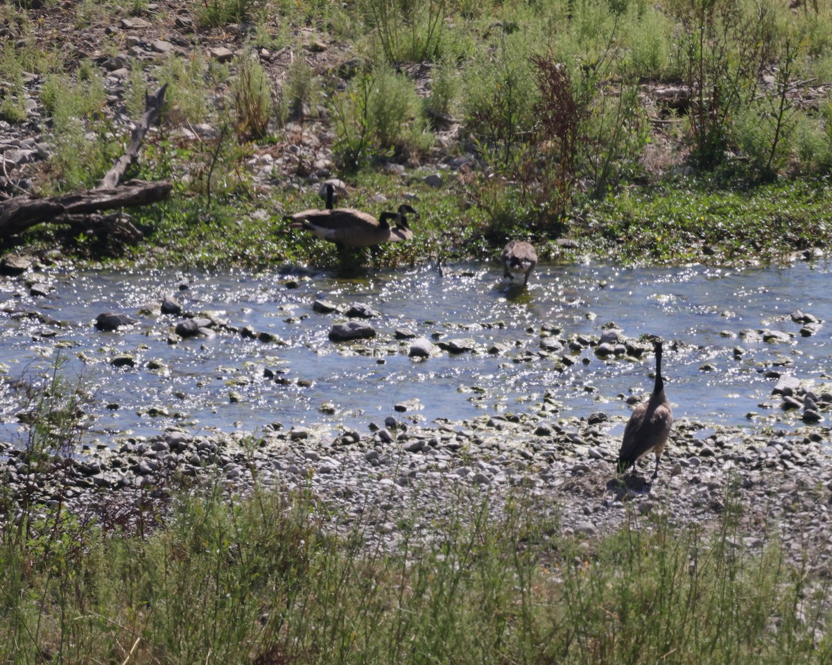 Canada Goose - ML640069381