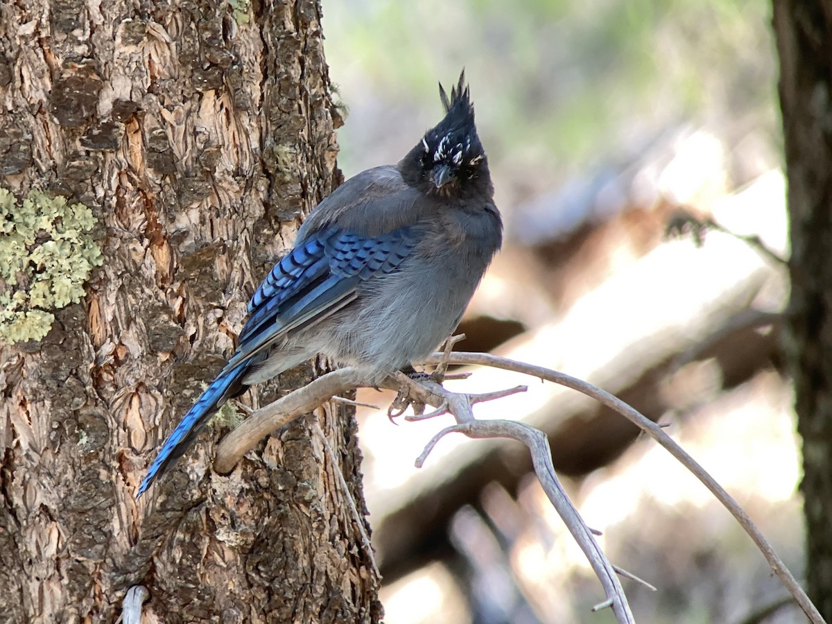 Steller's Jay (Southwest Interior) - ML640069403