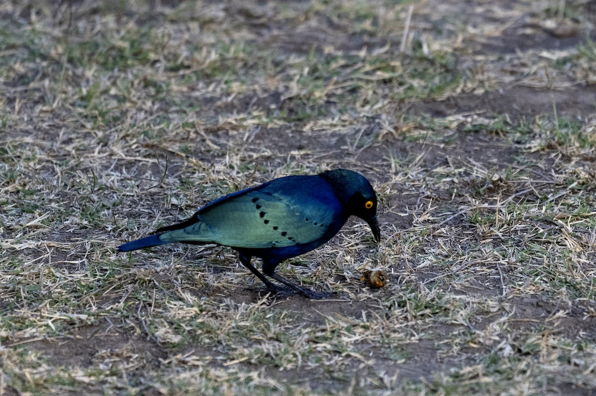 Choucador à oreillons bleus - ML640069431
