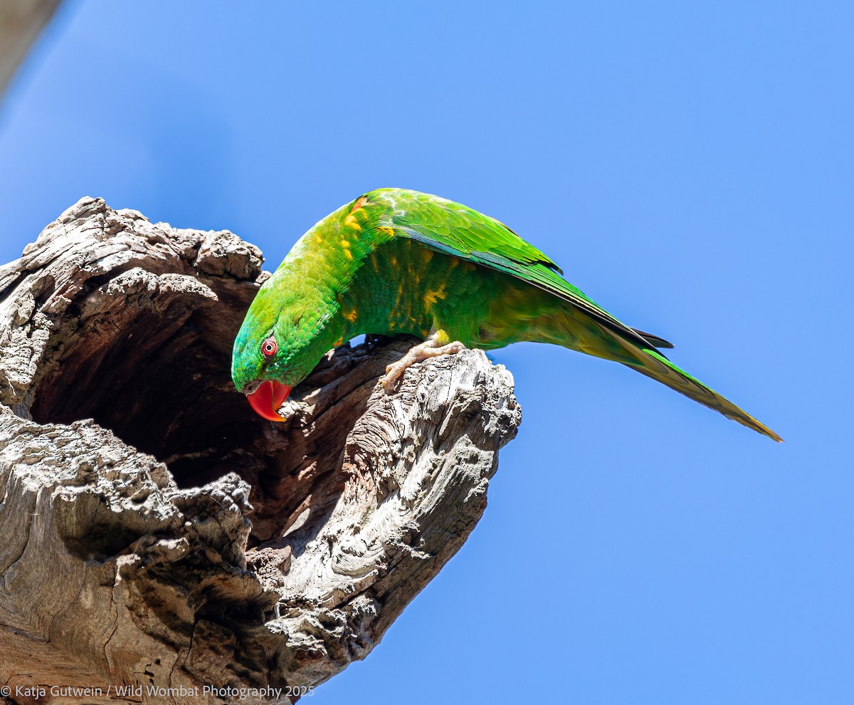 Scaly-breasted Lorikeet - ML640069451