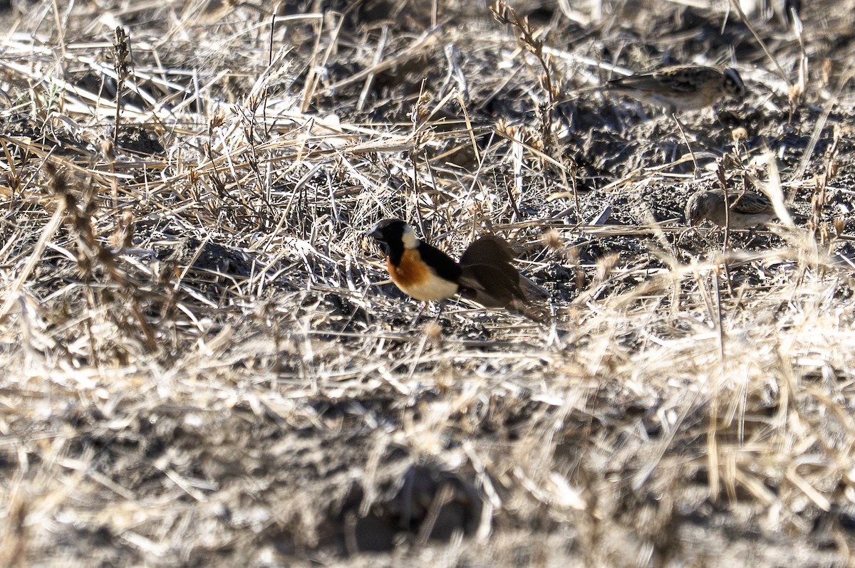 Broad-tailed Paradise-Whydah - ML640069475