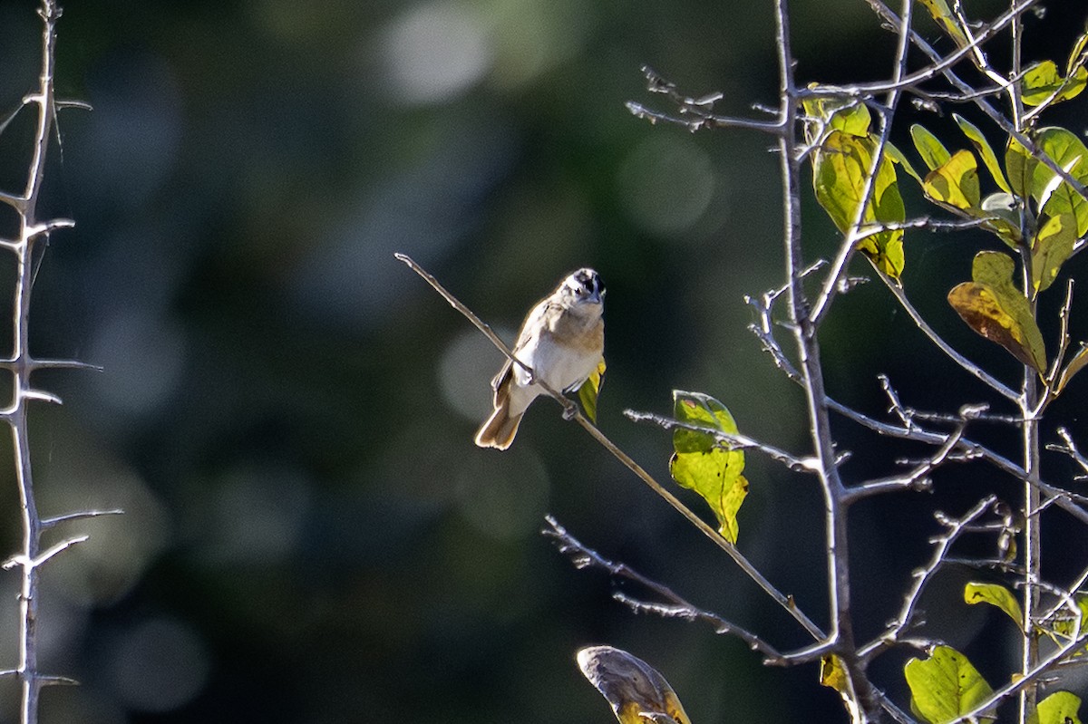 Broad-tailed Paradise-Whydah - ML640069492