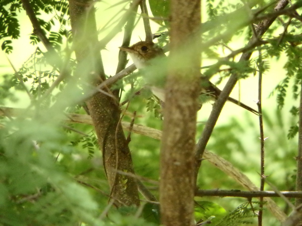 Fulvous-crowned Scrub-Tyrant - ML640069501