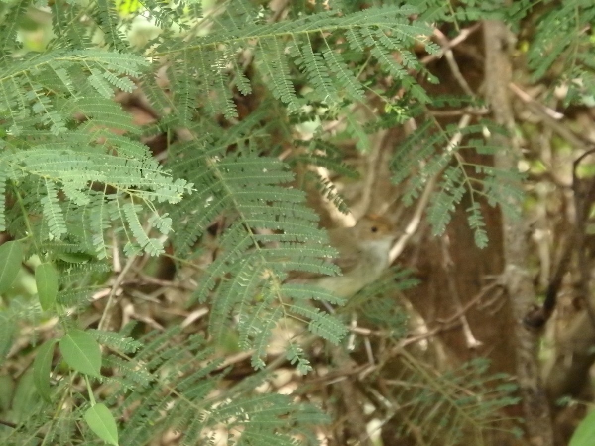 Fulvous-crowned Scrub-Tyrant - ML640069504