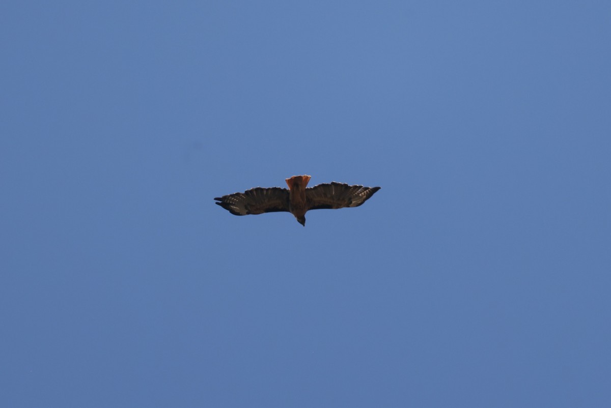 Red-tailed Hawk - ML640069505