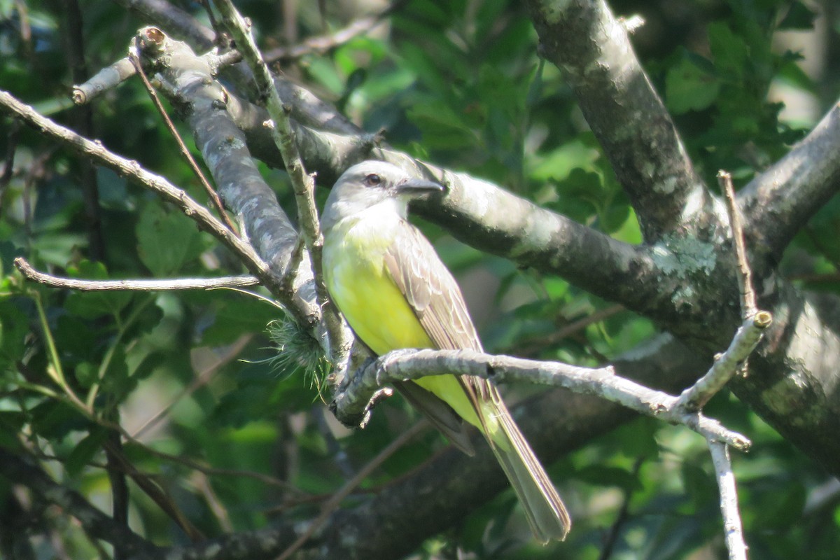 Tropical Kingbird - ML640069507