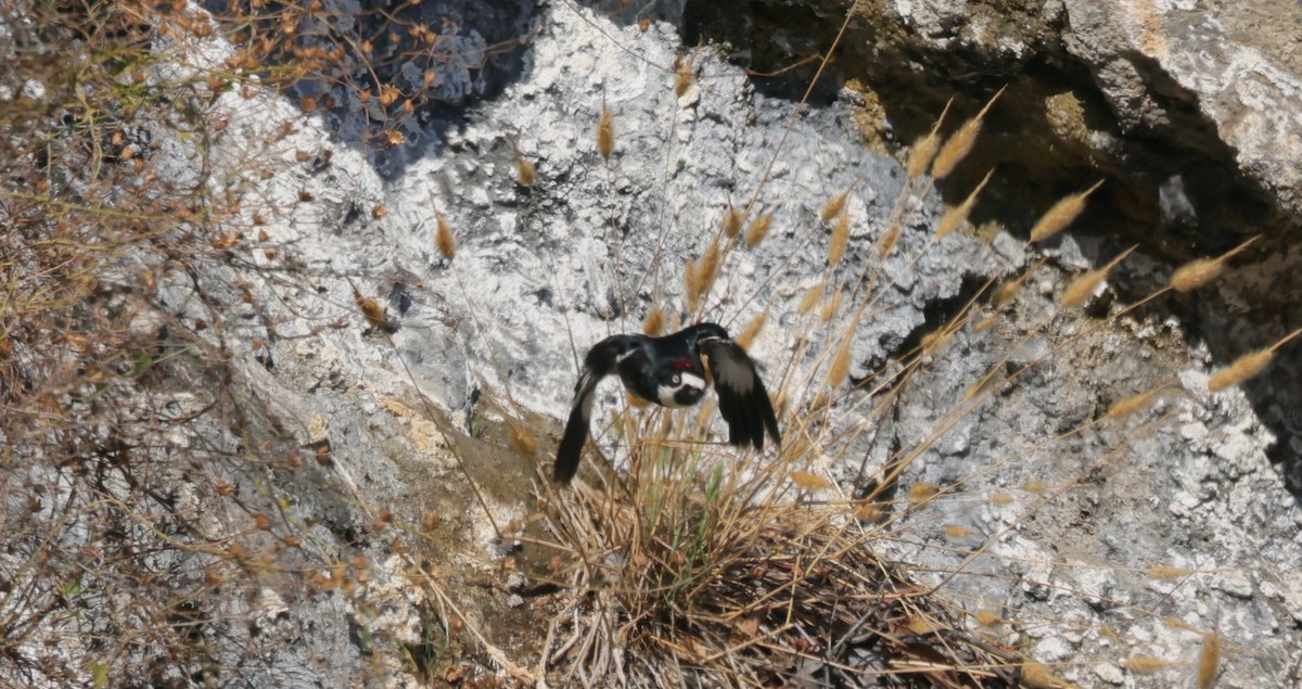 Acorn Woodpecker - ML640069529