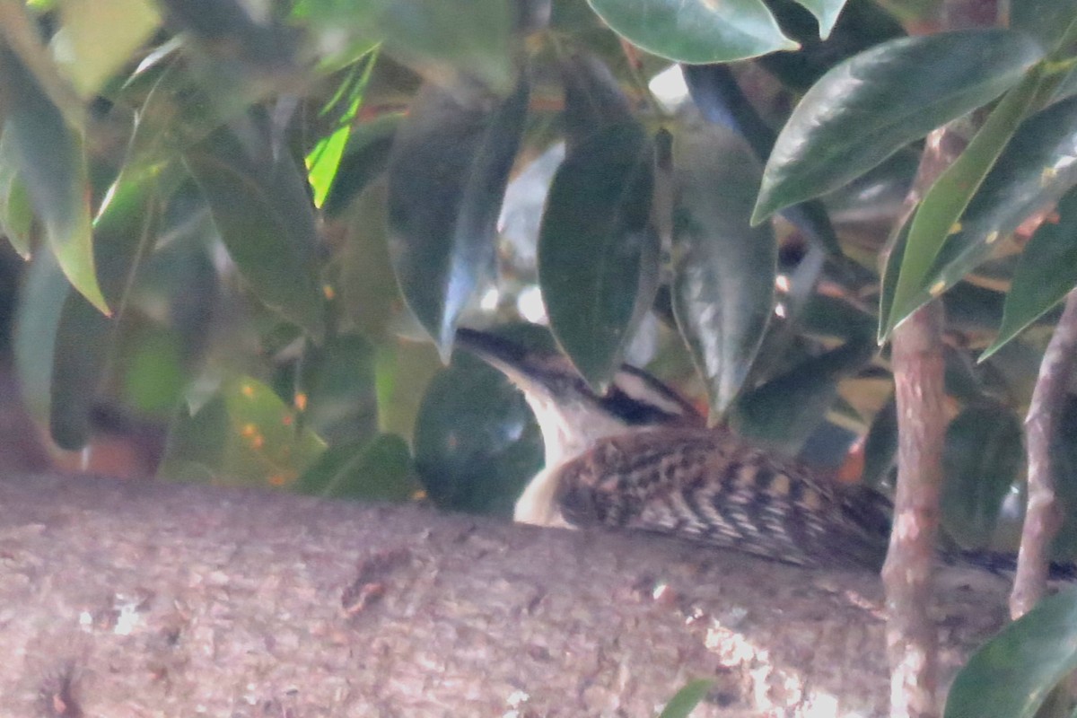 Rufous-backed Wren - ML640069534