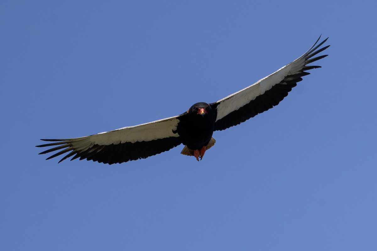 Bateleur des savanes - ML640069568
