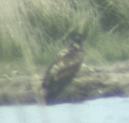 Pallas's Fish-Eagle - ML640069572