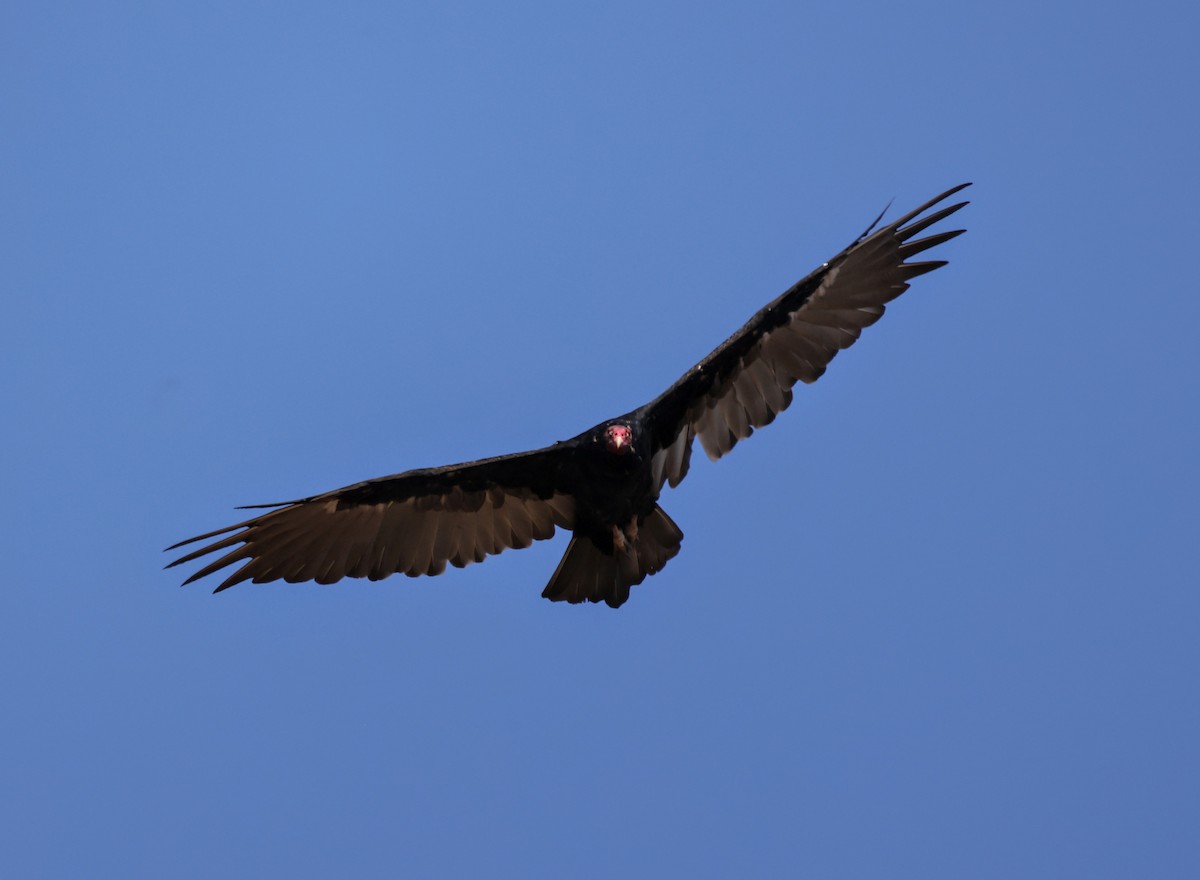 Turkey Vulture - ML640069592